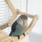 Parrot Pirate Swing Toy