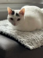 Self-Heating Pet Mat