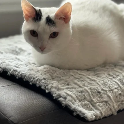 Self-Heating Pet Mat