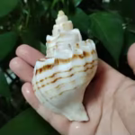 sea shell