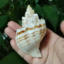 sea shell